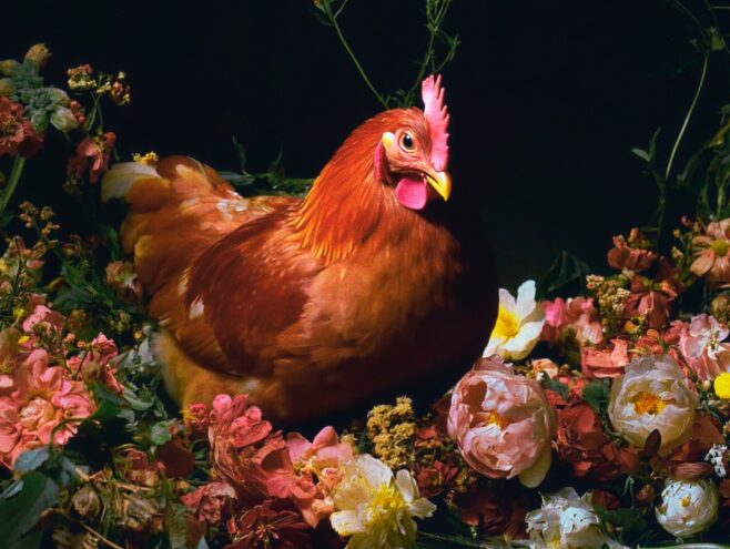 LA POULE_IMAGES__1.1.1