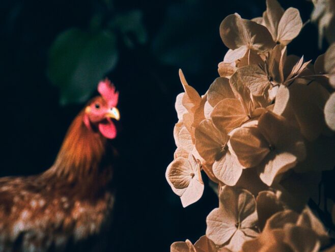 LA POULE_IMAGES__1.1.2